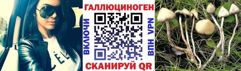 Псилоцибиновые грибы Psilocybine cubensis  Гвардейск 